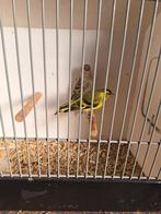 Europese sijsen, Dieren en Toebehoren, Vogels | Overige Vogels, Meerdere dieren, Wildzangvogel