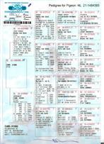 Kleinzoon Kanon X Kleinzoon Super 53, Mannelijk, Postduif