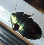 Pseudoglomeris magnifica smaragd kakkerlak, Overige soorten