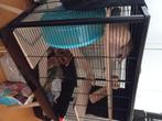 Goud hamster, Dieren en Toebehoren, Knaagdieren, Geslacht onbekend, Hamster