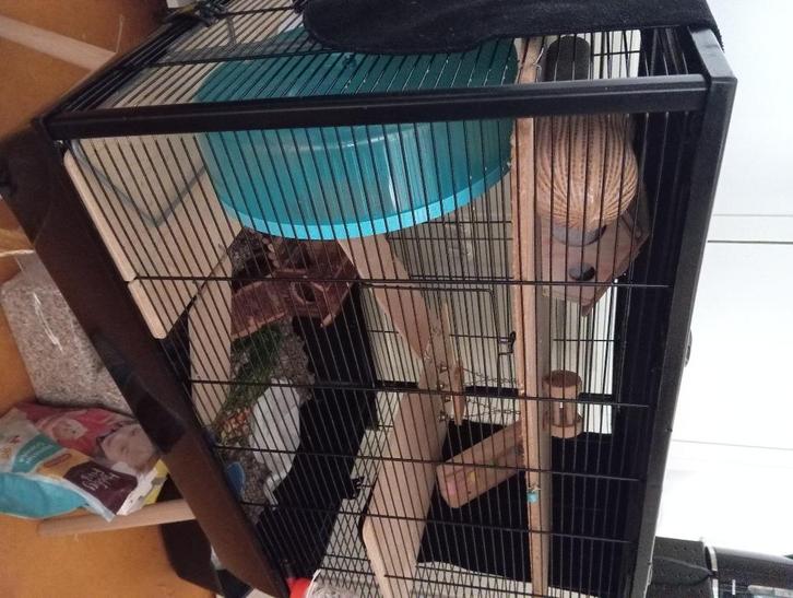 Goud hamster, Dieren en Toebehoren, Knaagdieren, Geslacht onbekend, Hamster