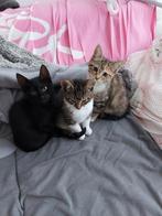 Kittens Europees korthaar kruising Maincoon, Dieren en Toebehoren, Katten en Kittens | Raskatten | Korthaar