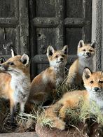 Opgezette vos vossen opgezet taxidermie veluwe, Ophalen, Nieuw, Opgezet dier