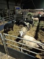 9 lammeren rammen ooien, Dieren en Toebehoren, Schapen, Geiten en Varkens