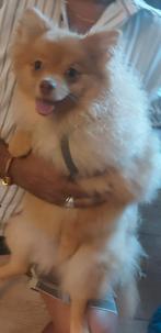 Pomriaan zoekt een goed huisje, Dieren en Toebehoren, Honden | Niet-rashonden, 15 weken tot 1 jaar, Reu, CDV (hondenziekte), Eén hond