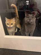 2 brits korthaar kittens, Dieren en Toebehoren, Katten en Kittens | Overige Katten, Meerdere dieren