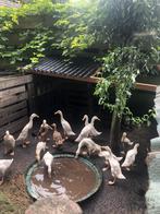 Indische loopeenden 6 tot 8 week jong, Dieren en Toebehoren, Pluimvee, Vrouwelijk, Eend