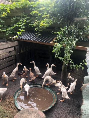 Indische loopeend 6 tot 8 week jong diverse beschikbaar voor biedingen