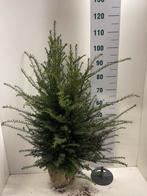 Taxus baccata kluiten verschillende maten, Ophalen of Verzenden, Taxus, Minder dan 100 cm
