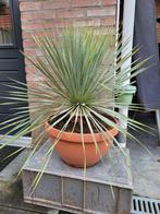Yucca rostrata in mooie pot, Zomer, Overige soorten, Ophalen of Verzenden