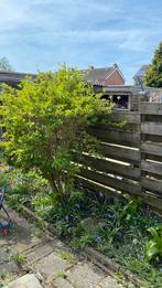 Ruilen tegen stoeptegels 3 mooie struiken, Tuin en Terras, Planten | Bomen, Ophalen