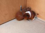 Cavia's, Dieren en Toebehoren, Knaagdieren, Meerdere dieren, Cavia, Voor 1 juli 2024