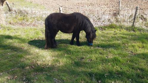 Kinder Pony Te Koop, Kinderen en Baby's, Speelgoed | My Little Pony, Verzenden