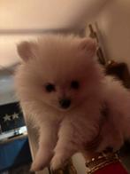 Pomeranian pups, Dieren en Toebehoren, Teef, Meerdere, Klein, Nederland