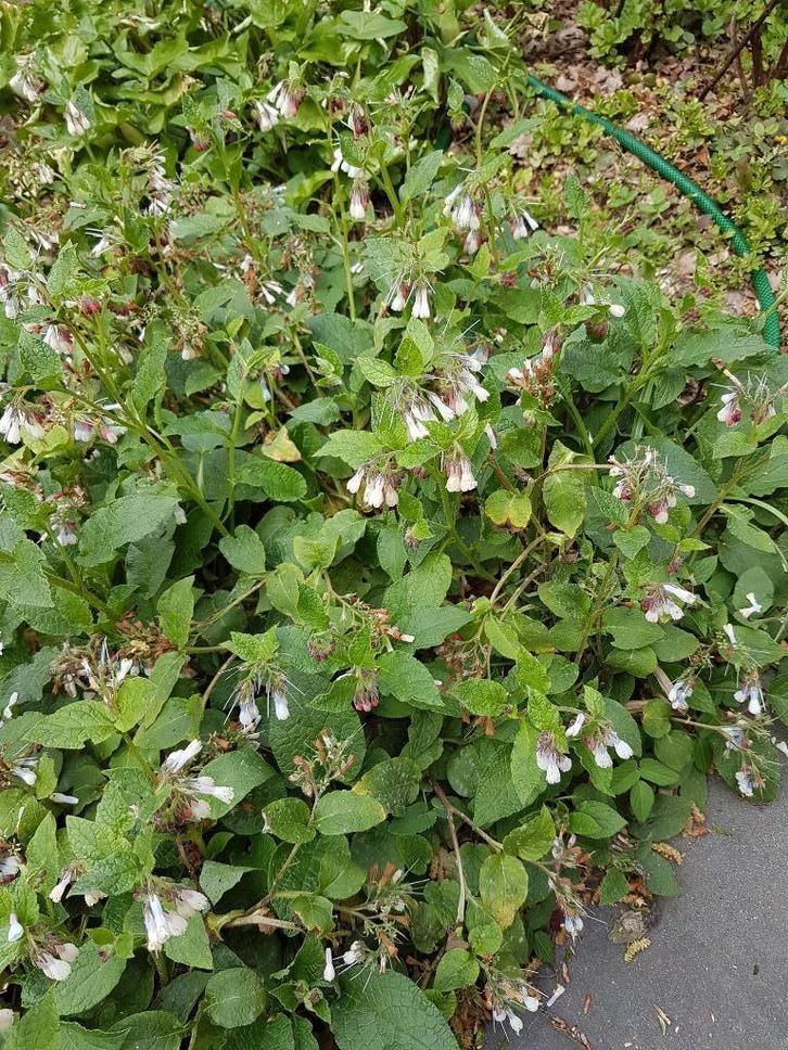 longkruid, zenegroen, groen of donkerrood blad, bodembedekke, Tuin en Terras, Planten | Tuinplanten, Vaste plant, Bodembedekkers