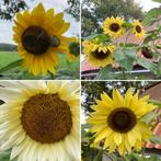 Mix van gele zonnebloemzaad, Ophalen of Verzenden, Voorjaar, Volle zon, Zaad