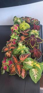 Coleus, Huis en Inrichting, Kamerplanten, Ophalen of Verzenden, Minder dan 100 cm
