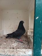Kropper duivin, Dieren en Toebehoren, Vogels | Duiven, Vrouwelijk, Kropper