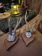 Reebok geweitjes, Ophalen of Verzenden, Gebruikt, Hert, Gewei of Kop