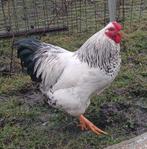 Citroen zwart columbia wyandotte kriel, Mannelijk, Kip