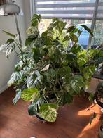 Grote Monstera variegata, Ophalen, Overige soorten, Minder dan 100 cm