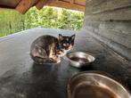 Kittens dit weekend gratis ophalen, Poes