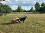 5 x racka schapen ooien, Dieren en Toebehoren, Schapen, Geiten en Varkens, Vrouwelijk, Schaap, 0 tot 2 jaar