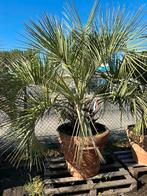 Butia capitata in doppio bordo aardewerk pot 2 stuks, Ophalen, Zomer, Volle zon, Palmboom