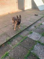 Mechelse Herder, Dieren en Toebehoren, Honden | Herdershonden en Veedrijvers, Parvo, Reu, 1 tot 2 jaar, Eén hond