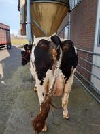 Melkkoeien, Vrouwelijk, 3 tot 6 jaar