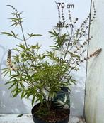 Vitex agnus-castus 'Albus' - Monnikspeper, Volle zon, Vaste plant, Zomer, Ophalen