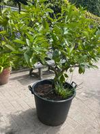 Sinaasappelboom, Tuin en Terras, Ophalen, Conifeer