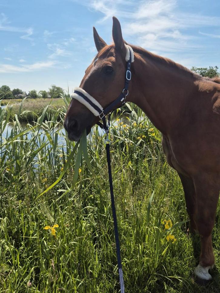 Gezocht: verzorgster voor ruin op leeftijd, Dieren en Toebehoren, Paarden en Pony's | Overige Paardenspullen, Ophalen of Verzenden
