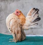 Gezocht Ayam Serama Maleis., Dieren en Toebehoren, Pluimvee, Meerdere dieren, Kip