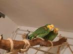 Amazone papegaai Double gele kop. Koppel, Dieren en Toebehoren, Vogels | Parkieten en Papegaaien, Meerdere dieren, Papegaai