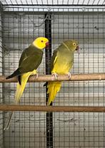 Koppel geelkopgeelstaart halsbandparkieten op kleur, Dieren en Toebehoren, Meerdere dieren, Parkiet, Geringd