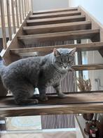 Britse kortharen, Dieren en Toebehoren, Meerdere dieren, Ontwormd, 0 tot 2 jaar