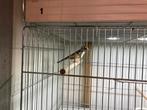 Majoot putter man, Dieren en Toebehoren, Vogels | Overige Vogels, Mannelijk, Wildzangvogel