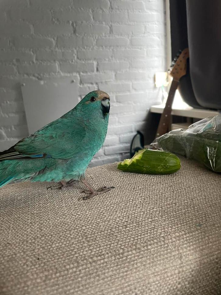 Kakariki pop (1 jaar) zoekt maatje., Dieren en Toebehoren, Vogels | Parkieten en Papegaaien, Papegaai, Vrouwelijk, Geringd