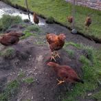 Rhode Island Kuikens, Dieren en Toebehoren, Pluimvee, Meerdere dieren, Kip