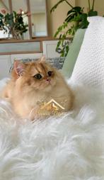 Kampioenszoon! Showkwaliteit, British Longhair Kater, Dieren en Toebehoren, Katten en Kittens | Raskatten | Langhaar, Kater, Gechipt