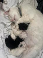 Kittens, Meerdere dieren, Gechipt, 0 tot 2 jaar