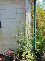 Thalictrum Elin paars, groot, Tuin en Terras, Planten | Tuinplanten, Overige soorten, Vaste plant, Ophalen of Verzenden, Halfschaduw