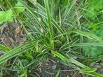 Gezocht: Carex/Zegge/Siergras, Tuin en Terras, Planten | Tuinplanten, Halfschaduw, Vaste plant, Siergrassen, Lente