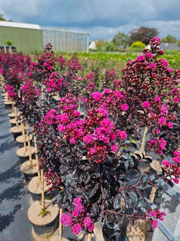 Lagerstroemia indica Raspberry Sorbet / unieke nieuwe soort‼ beschikbaar voor biedingen