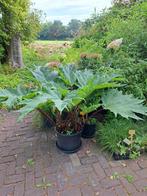 Vasteplant Sierrabarber, Volle zon, Vaste plant, Lente, Ophalen