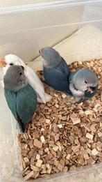 Nog 2 baby agapornissen die een gezellige warme huis zoeken, Dieren en Toebehoren, Vogels | Parkieten en Papegaaien, Mannelijk