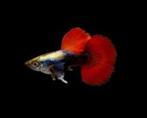 Nieuw binnen!!! guppen red tail dumbo ear!!!, Dieren en Toebehoren, Vissen | Aquariumvissen, Vis, Zoetwatervis