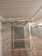 Forpussen oogringen, Dieren en Toebehoren, Meerdere dieren, Parkiet