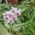 Hoya Bella stekjes, Huis en Inrichting, Kamerplanten, Ophalen, Overige soorten, Minder dan 100 cm